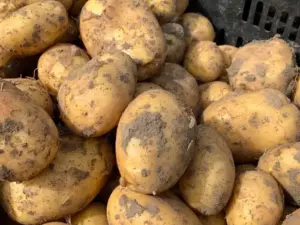 aardappelen bij sally