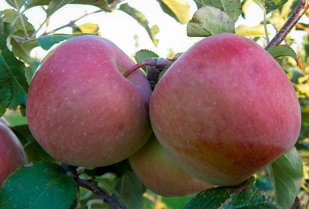 magie Romantiek Verslinden Fuji appels 5 stuks - Groente fruit en aardappelen online bestellen