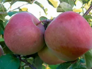 Fruit online bestellen