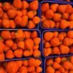 Hollandse aarbij online bestellen
