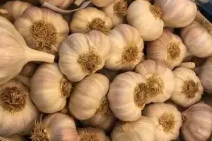 verse knoflook online bestellen