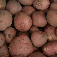 Bildtstar aardappelen, per kilo