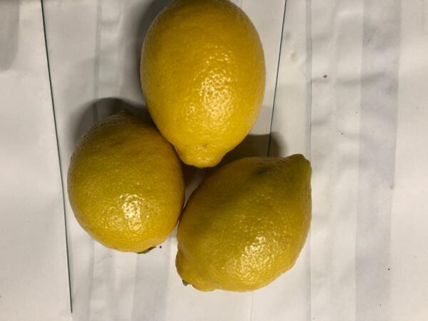 citroenen sally