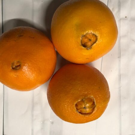 Sinaasappelen, navel, per 5 stuks