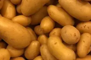 kriel aardappelen online bestellen