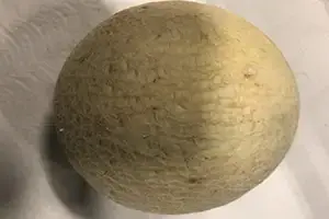 cantaloupe meloen online bestellen