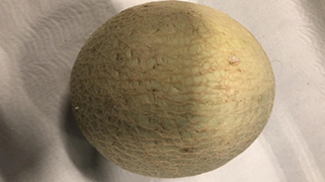 cantaloupe meloen online bestellen