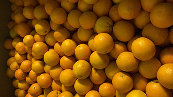 pers sinaasappel online bestellen