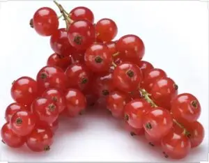 Rode bessen, per doos