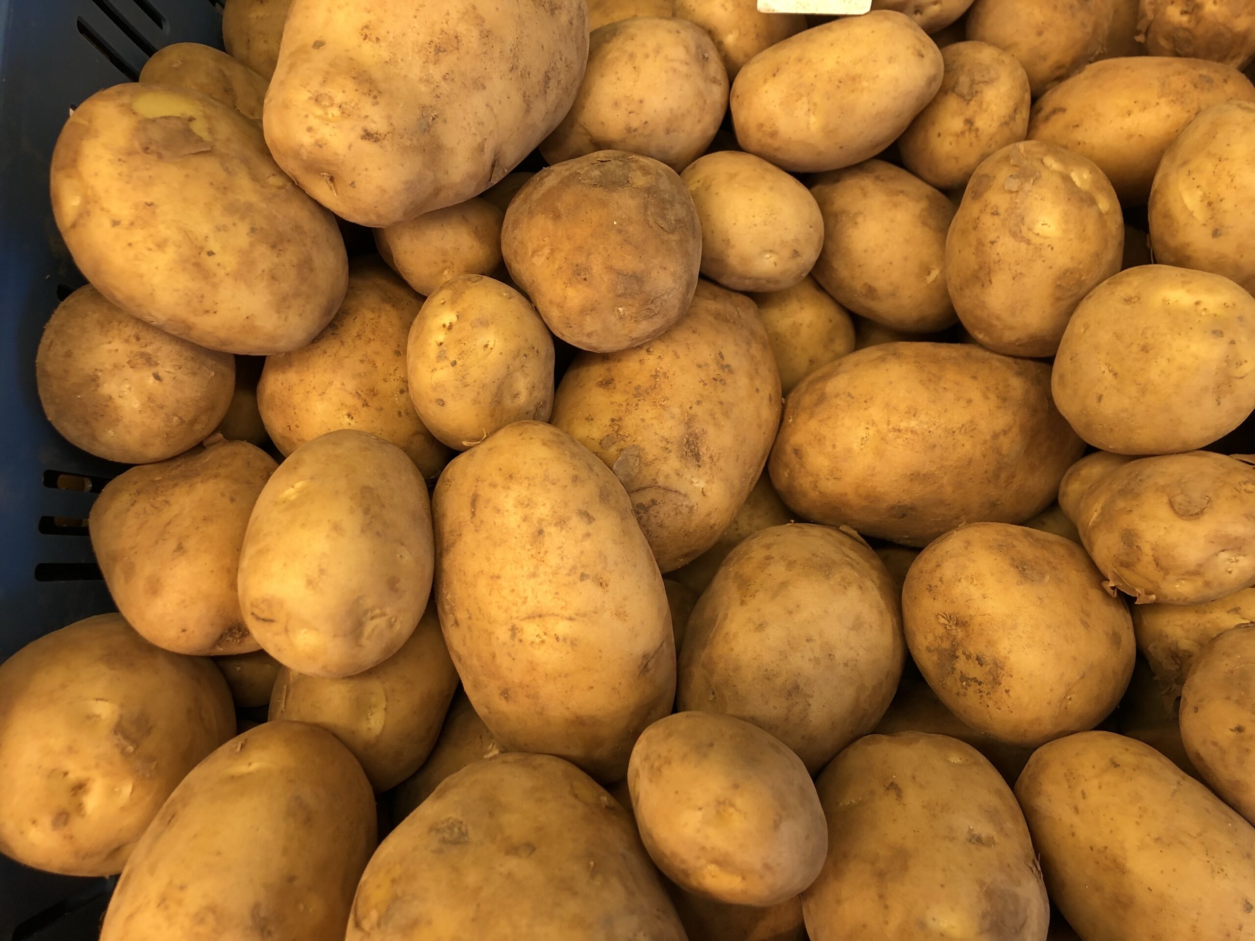 Frieslander aardappelen, nieuwe oogst Spaanse