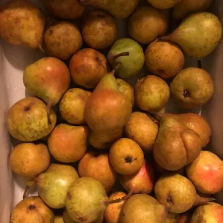 gieser wildeman sally