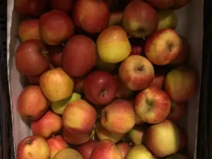 goudreinet sally